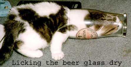 Alcoholic cat
